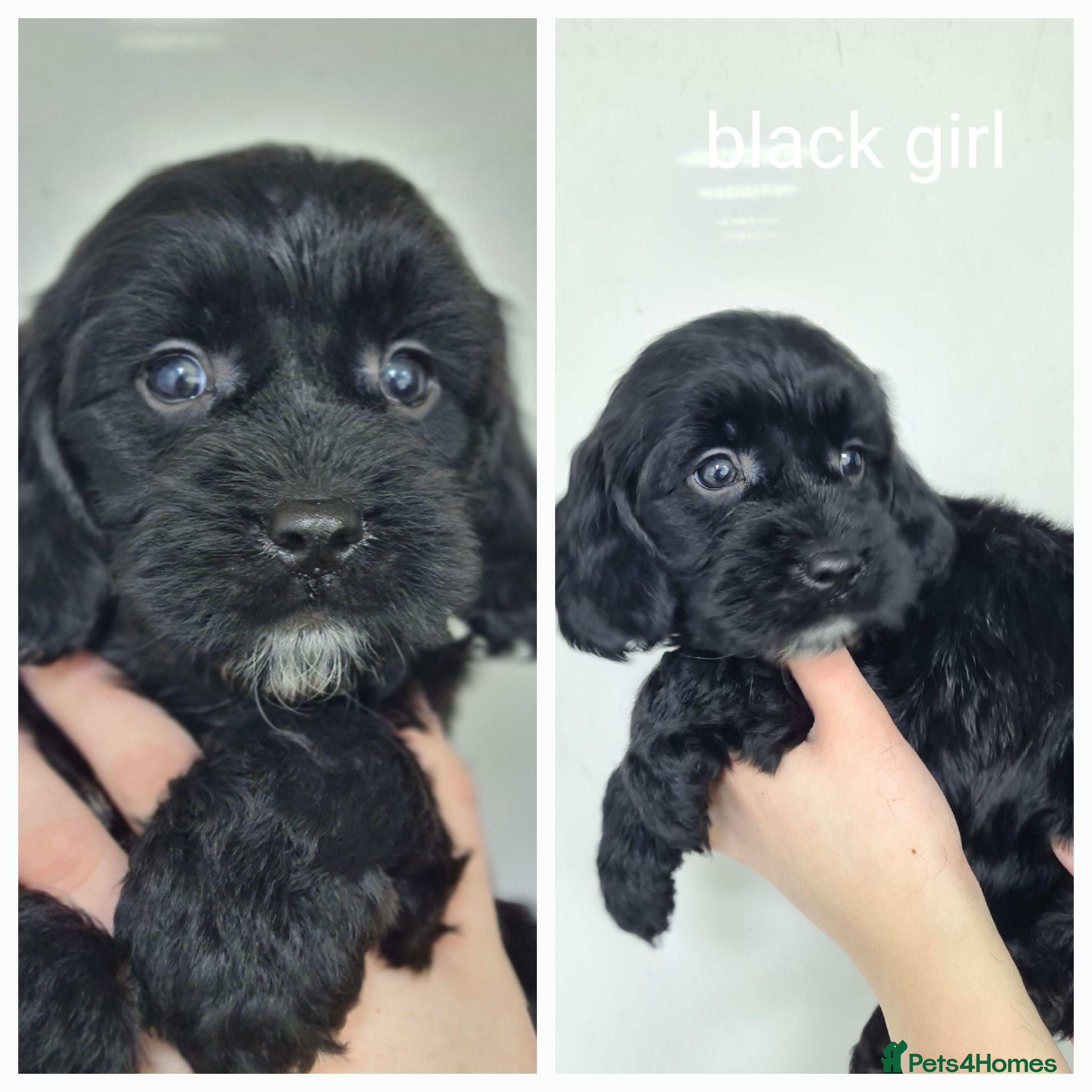 Cockapoo dogs  READY NOW Cockapoo f1 - Advert 2