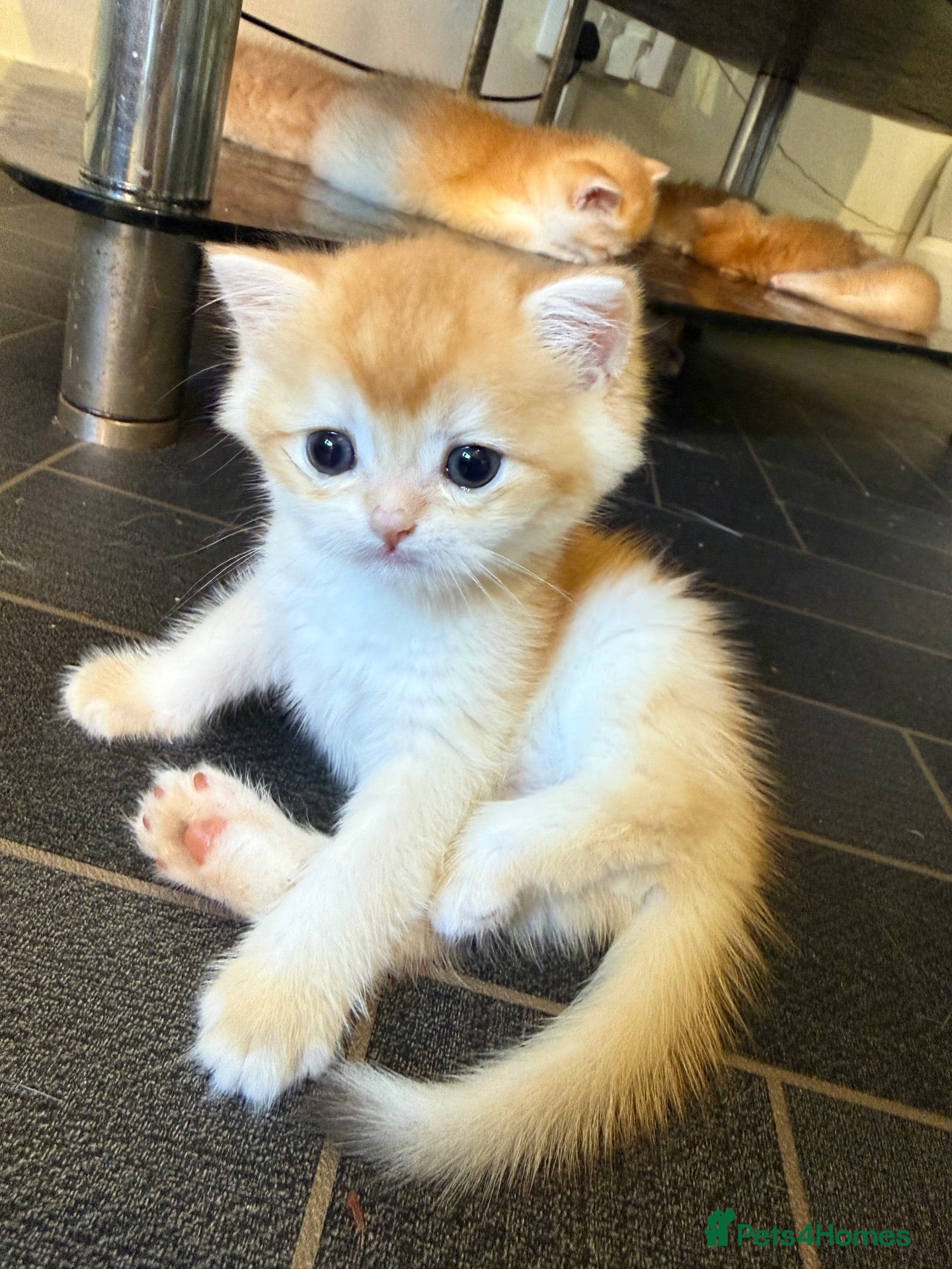 British Shorthair cats GCCF reg BSH Chocolate and Black Golden Kittens - Advert 2