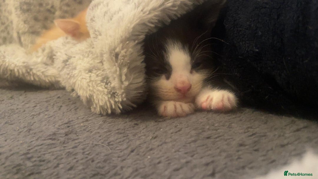 Mixed Breed cats for sale: 4 beautiful kittens - Image 2