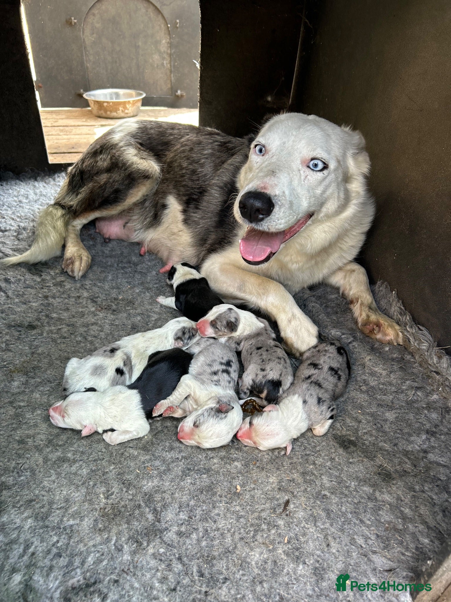 Border Collie dogs Blue merle collie pups - Advert 8