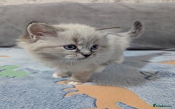 Ragdoll cats for sale: Fluffy Ragdolls - Image 4