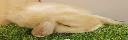 Mini Lop rabbits for sale: Beautiful friendly VHD vaccinated Mini Lop babies - Advert 3