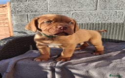Dogue De Bordeaux dogs for sale: Beautiful litter of dogue de bordeauxs - Image 22