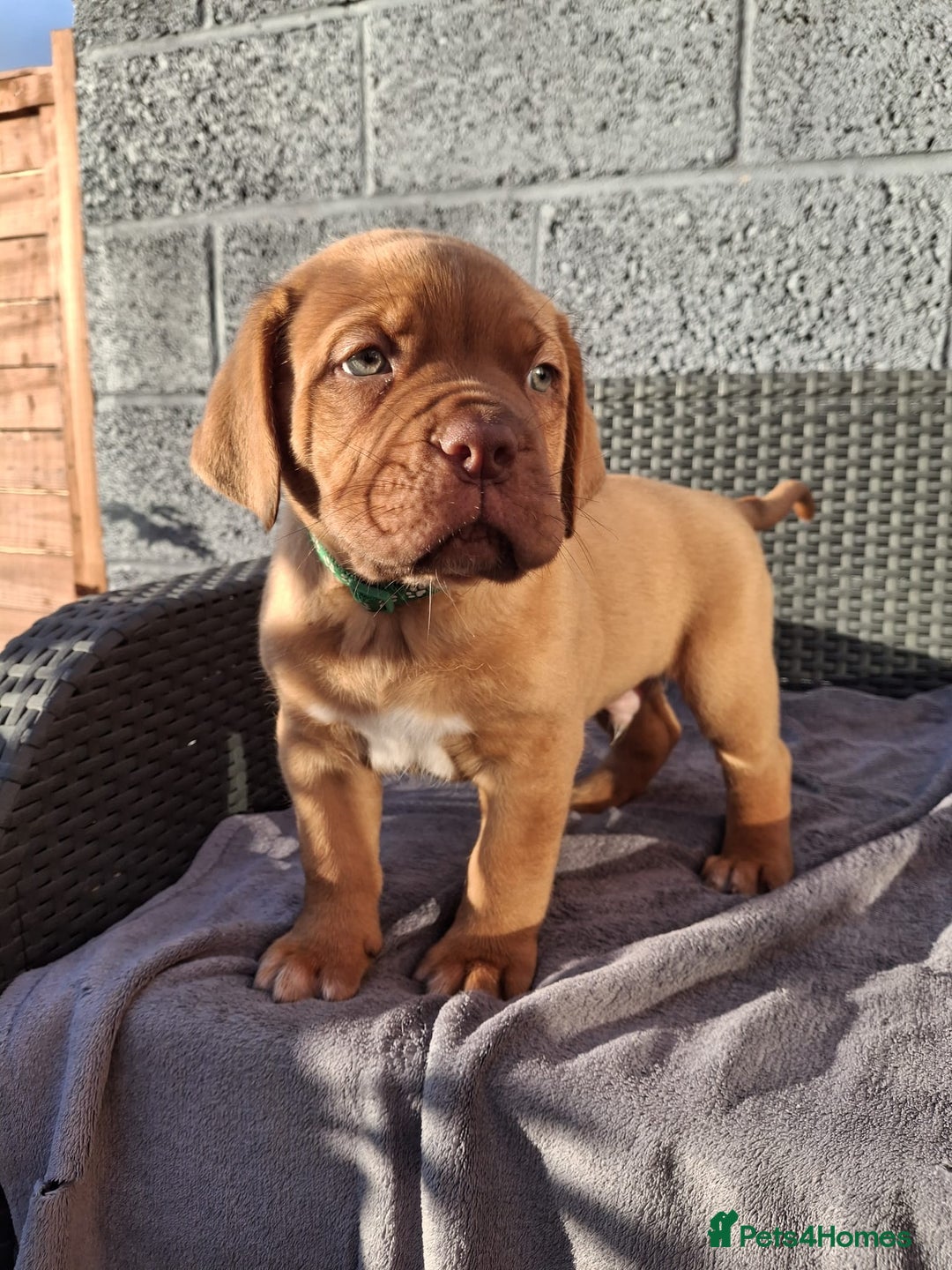 Dogue De Bordeaux dogs for sale: Beautiful litter of dogue de bordeauxs - Image 22