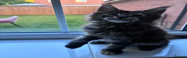 Tortie