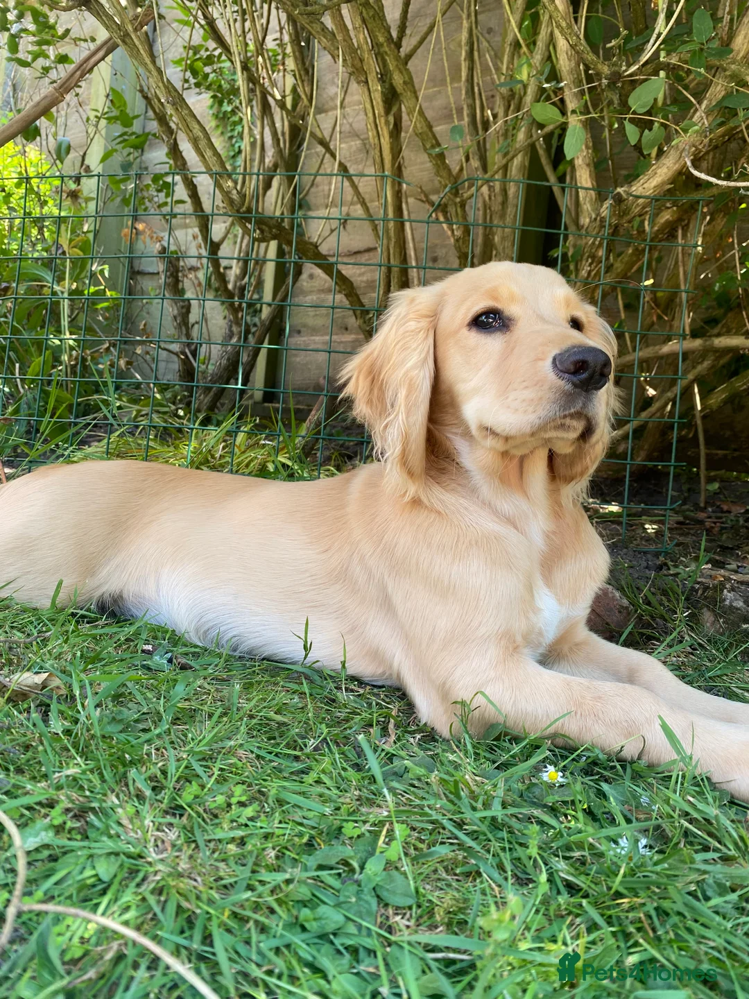 Cocker Spaniel dogs for sale: Stunning LEMON KC Reg Working Cocker Spaniel pups - Advert 18