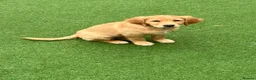 Golden Retriever dogs for sale: Beautiful family raised fox red golden retriever.  - Advert 3