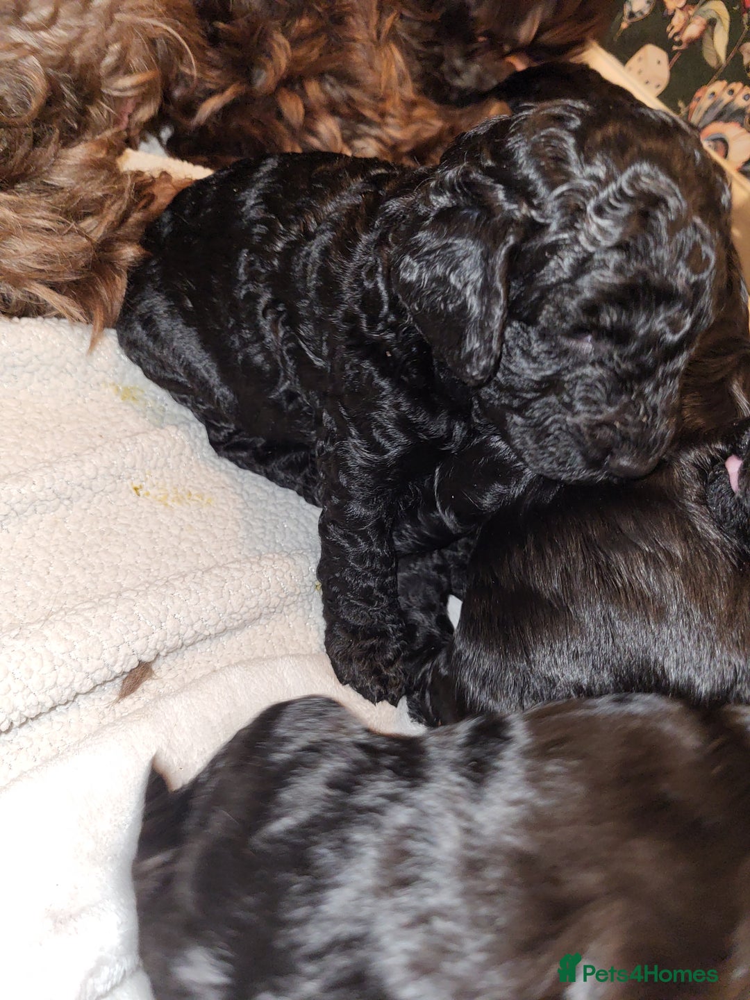 Cockapoo dogs for sale: 1 LEFT Toy f1b cokapoos🐶🐶 - Advert 18