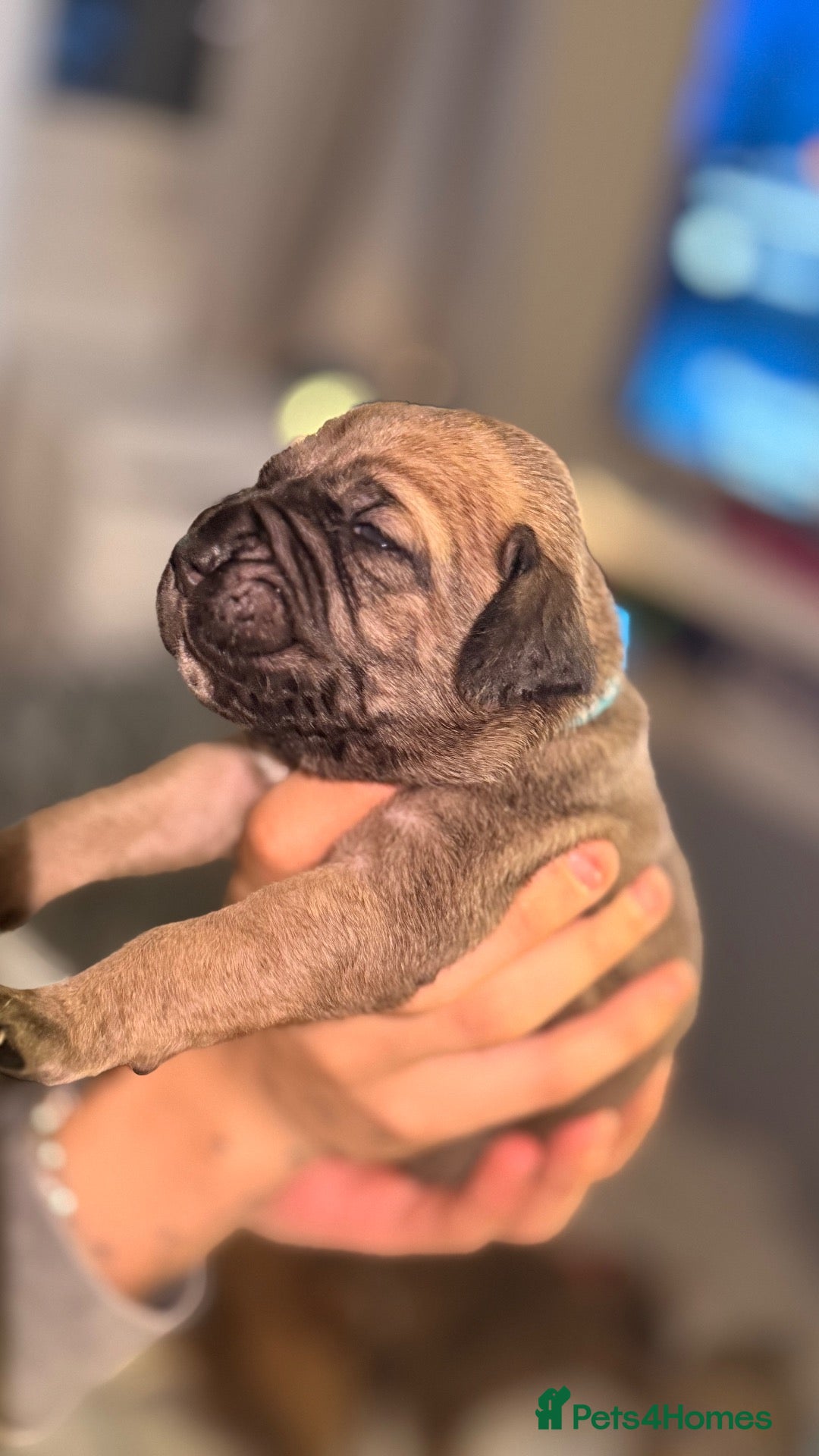 Mixed Breed dogs for sale: Cane Corso Mixed Puppies - Advert 12