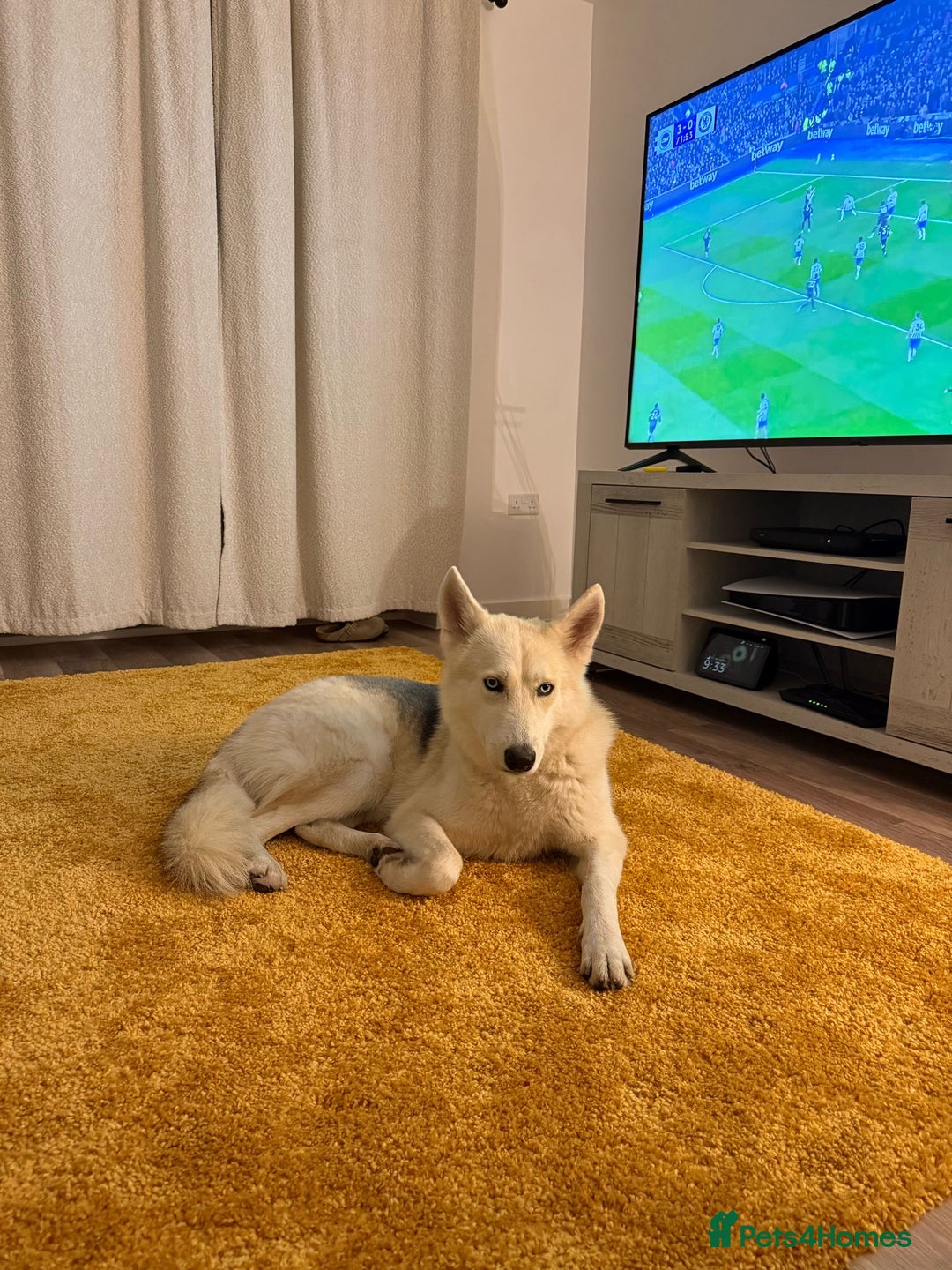 Shepsky dogs for sale: Lola - our Beautiful Husky x German Shepherd - Image 6