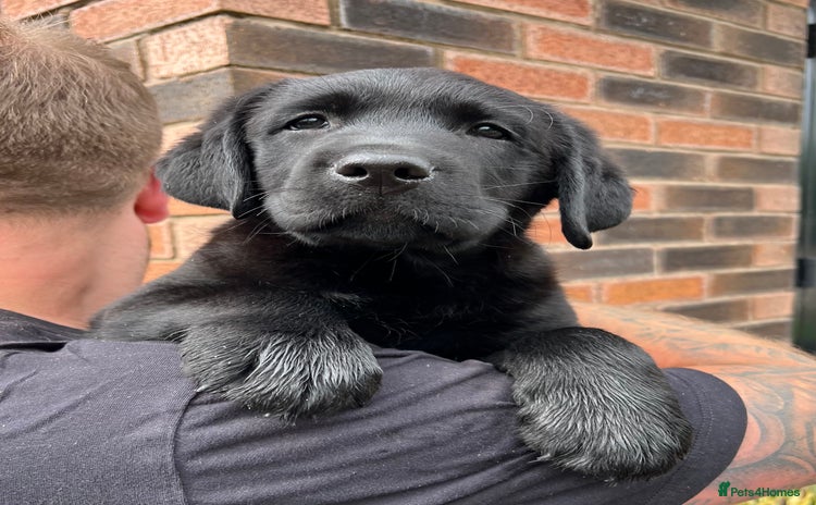 Labrador Retriever dogs - Advert 7