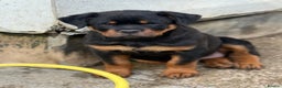 Rottweiler dogs for stud: Stunning KC registered fully health tested male   in Burnley - Advert 39