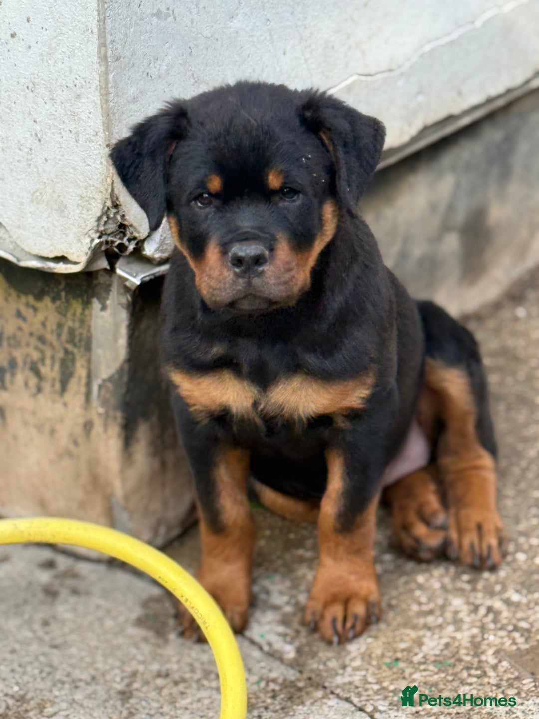 Rottweiler dogs for stud: Stunning KC registered fully health tested male   in Burnley - Advert 39