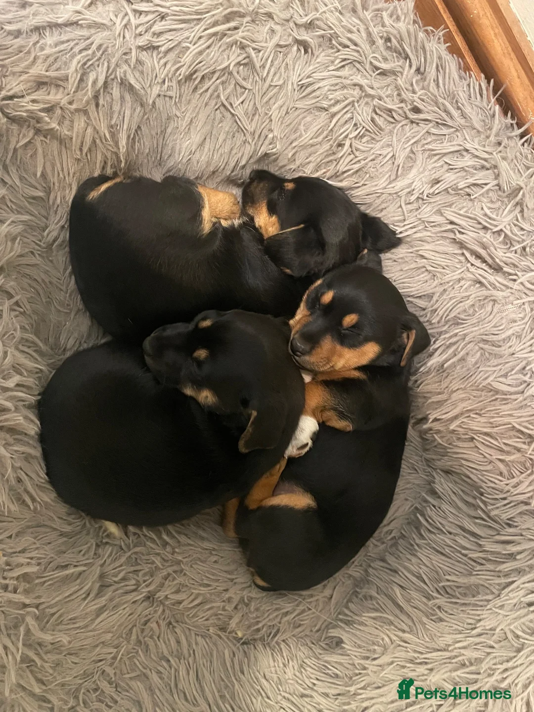 Jack Russell dogs for sale: Female - Advert 4