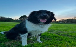 Mixed Breed dogs for sale: Collie cocker male 3 years old in Plymouth - Image 4
