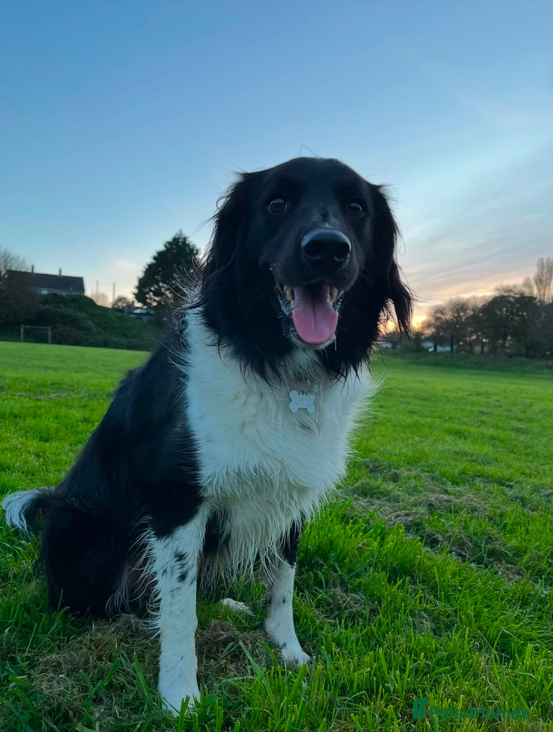 Mixed Breed dogs for sale: Collie cocker male 3 years old in Plymouth - Image 4