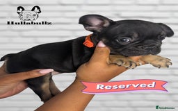 French Bulldog dogs for sale: Exquisite French Bulldog Puppies - Image 10
