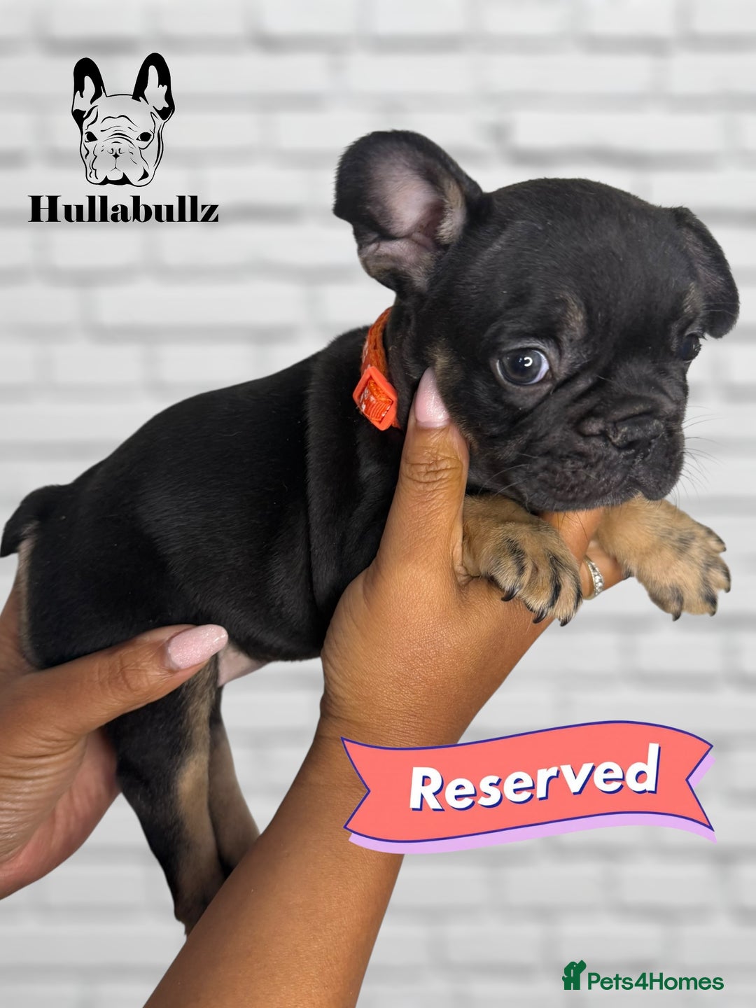French Bulldog dogs for sale: Exquisite French Bulldog Puppies - Image 10