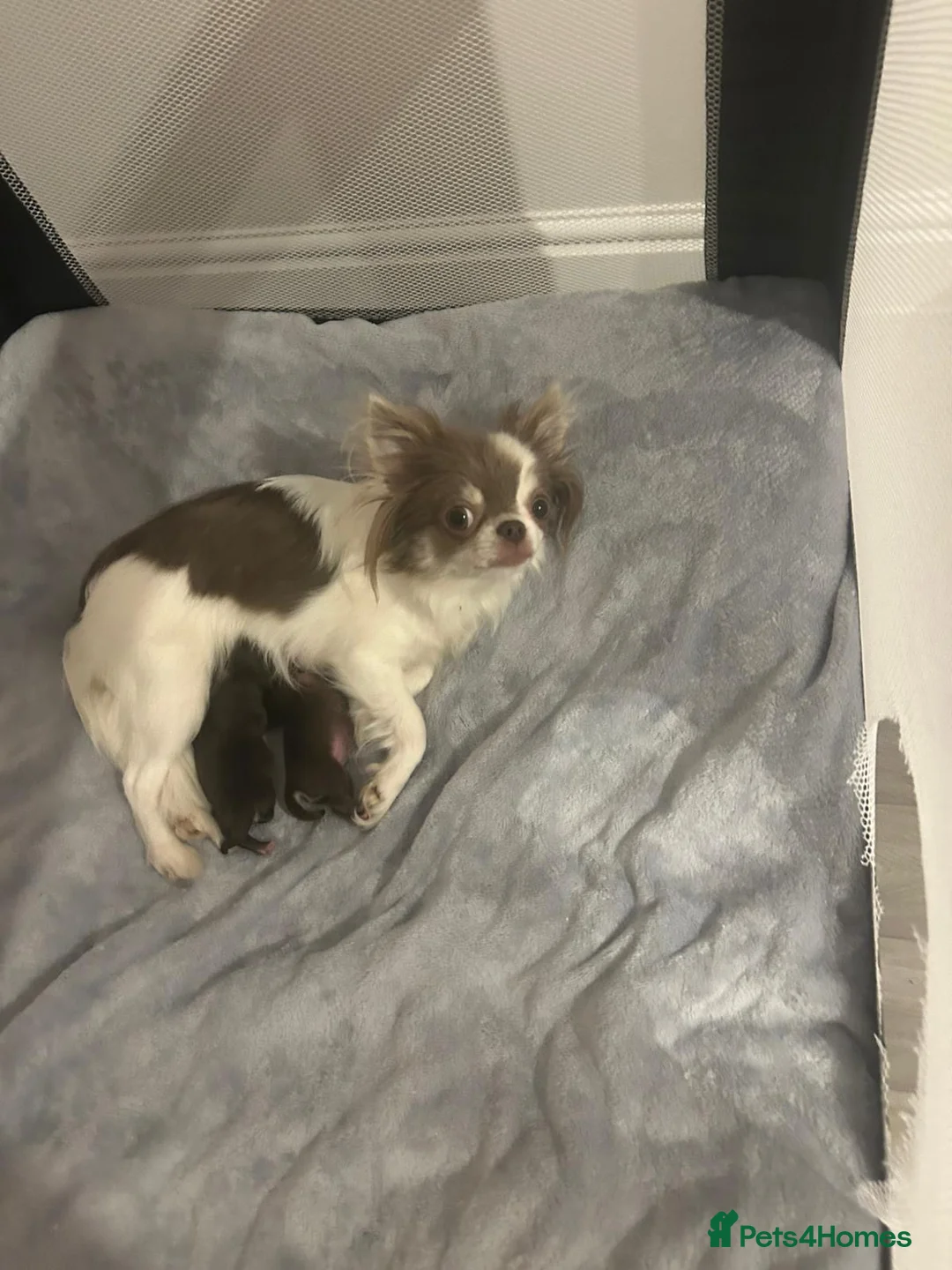 Chihuahua dogs for sale:  Tiny  Chihuahuas - Advert 6