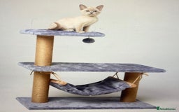 Burmese cats for sale: Exceptional Burmese Kittens  - Image 11