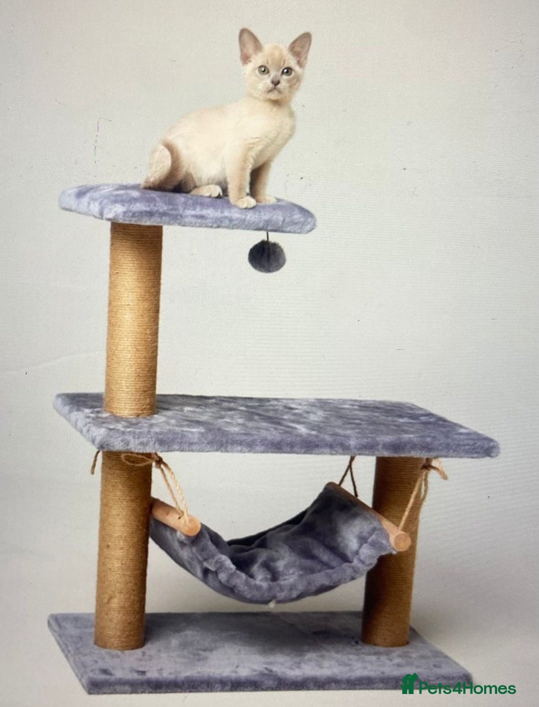 Burmese cats for sale: Exceptional Burmese Kittens  - Image 11