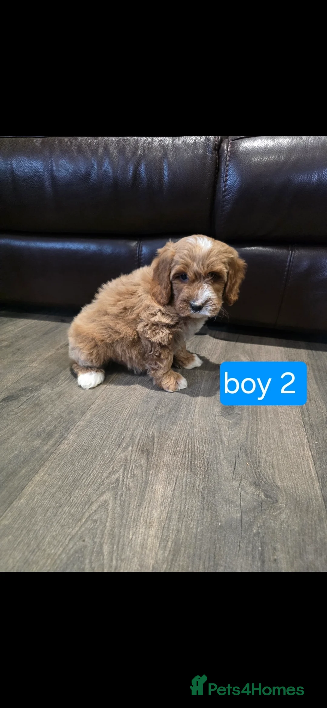 Cockapoo dogs for sale: Adorable Cockapoo pups ready to go 🐾 - Advert 24