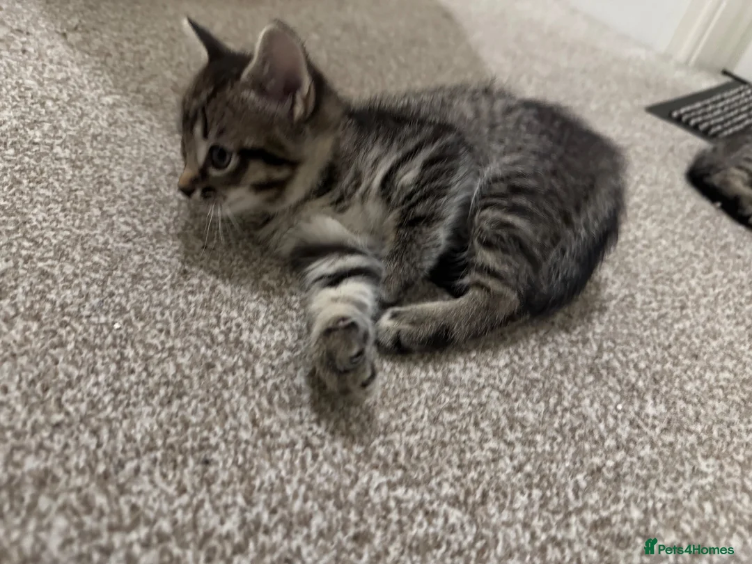 Ragdoll cats for sale: Ragdollxbritish short hair - Advert 2