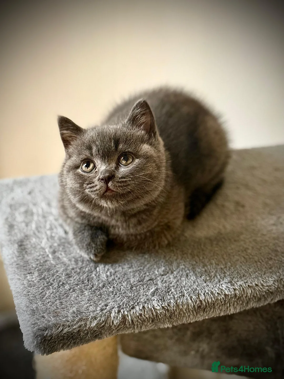 British Shorthair cats for sale: 3 British Shorthair Kittens  - Advert 6