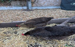 Chickens poultry for sale: Chickens for sale - Image 14