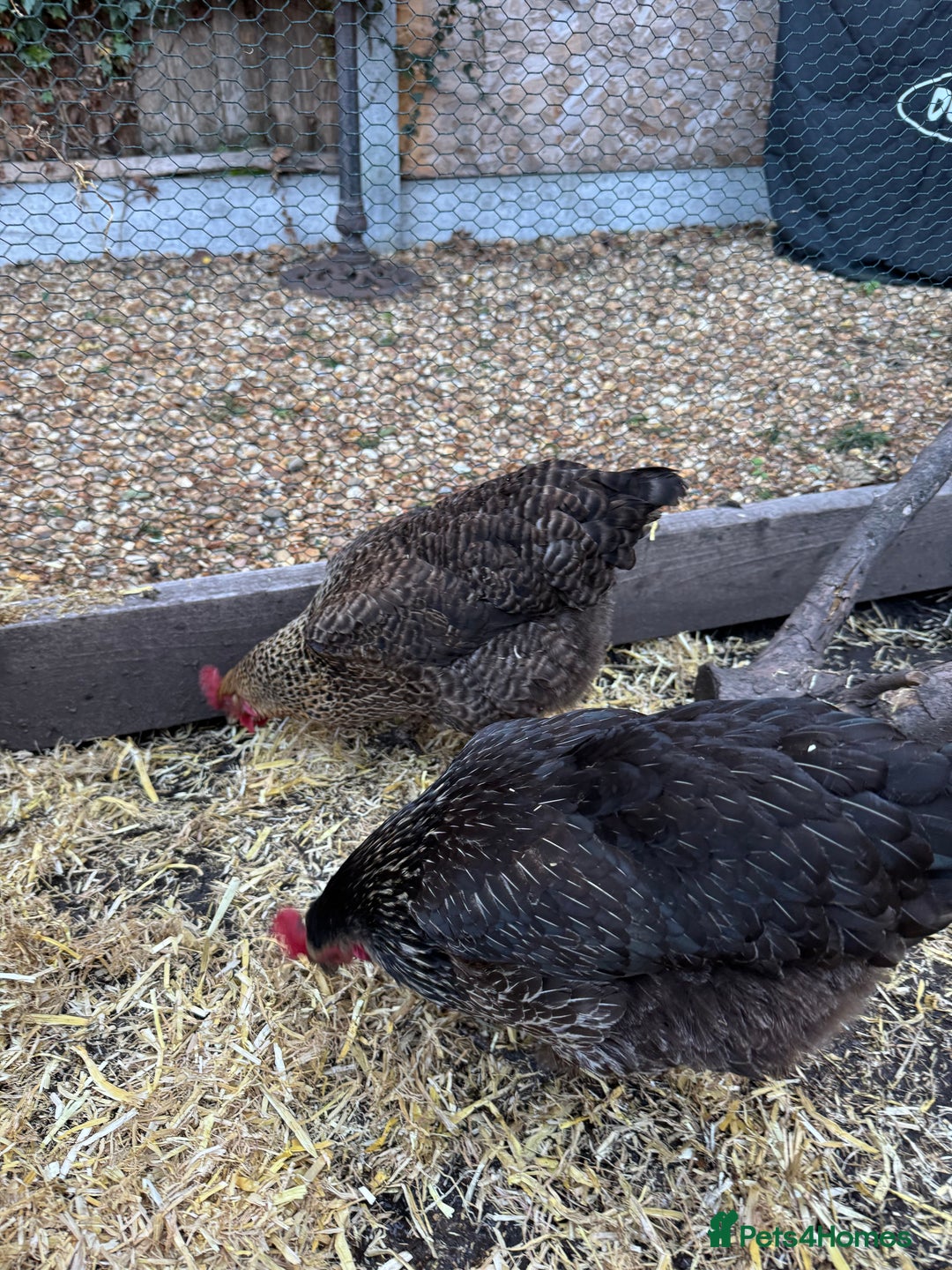 Chickens poultry for sale: Chickens for sale - Image 14