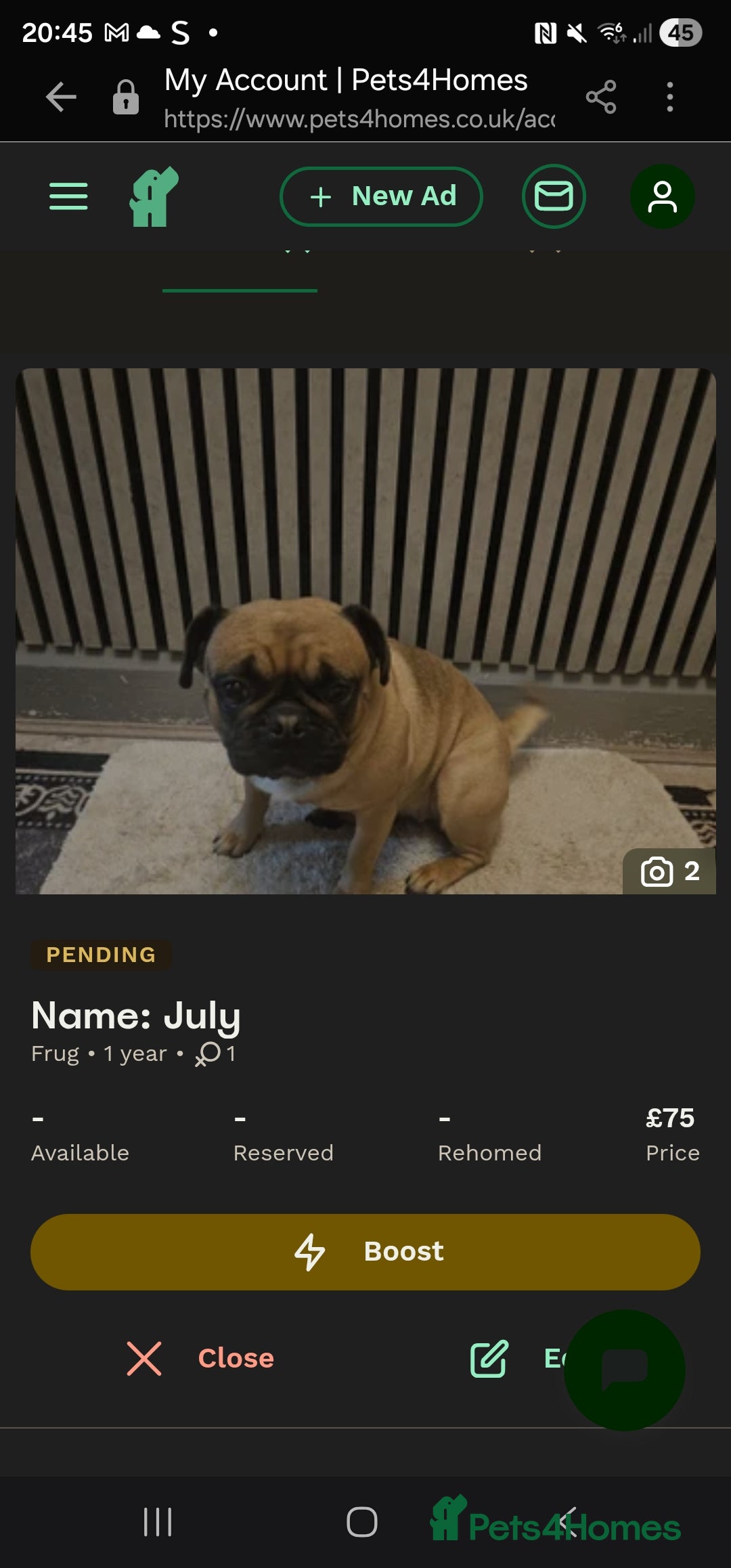 Frug dogs Frug female named July - Advert 10
