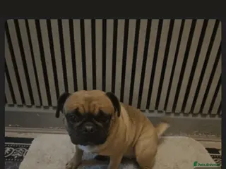 Frug dogs Frug female named July - Advert 6