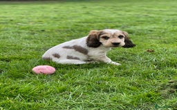 Cocker Spaniel dogs for sale: SHOW cocker spaniel puppies  - Image 8