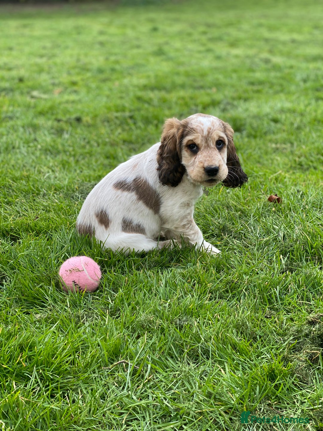 Cocker Spaniel dogs for sale: SHOW cocker spaniel puppies  - Image 8