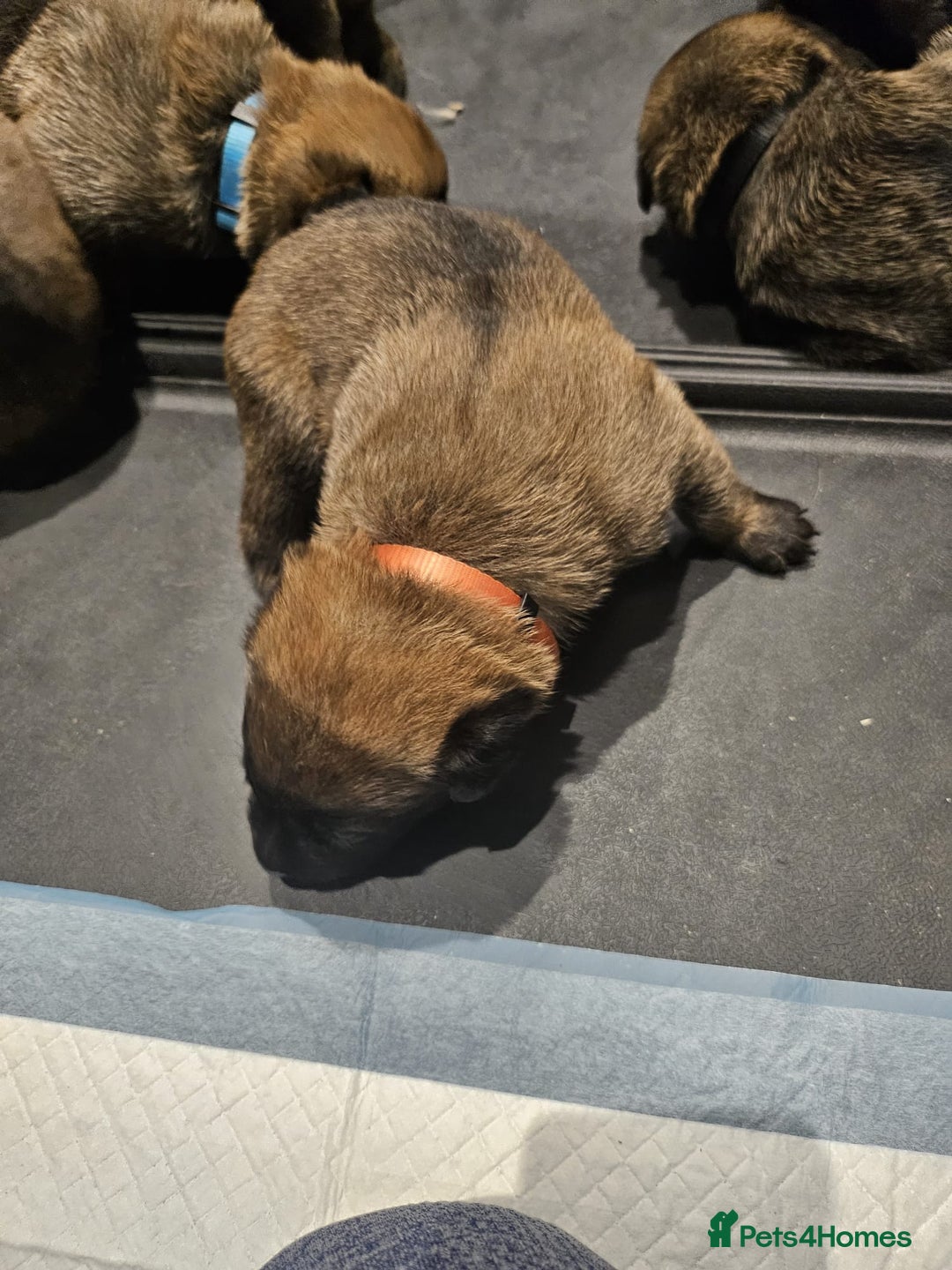 Belgian Shepherd Dog dogs for sale: Belgian Malinois Puppies for Sale 9 available - Advert 9