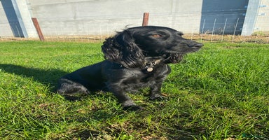 Cocker Spaniel dogs Working cocker spaniel puppies  - Advert 14