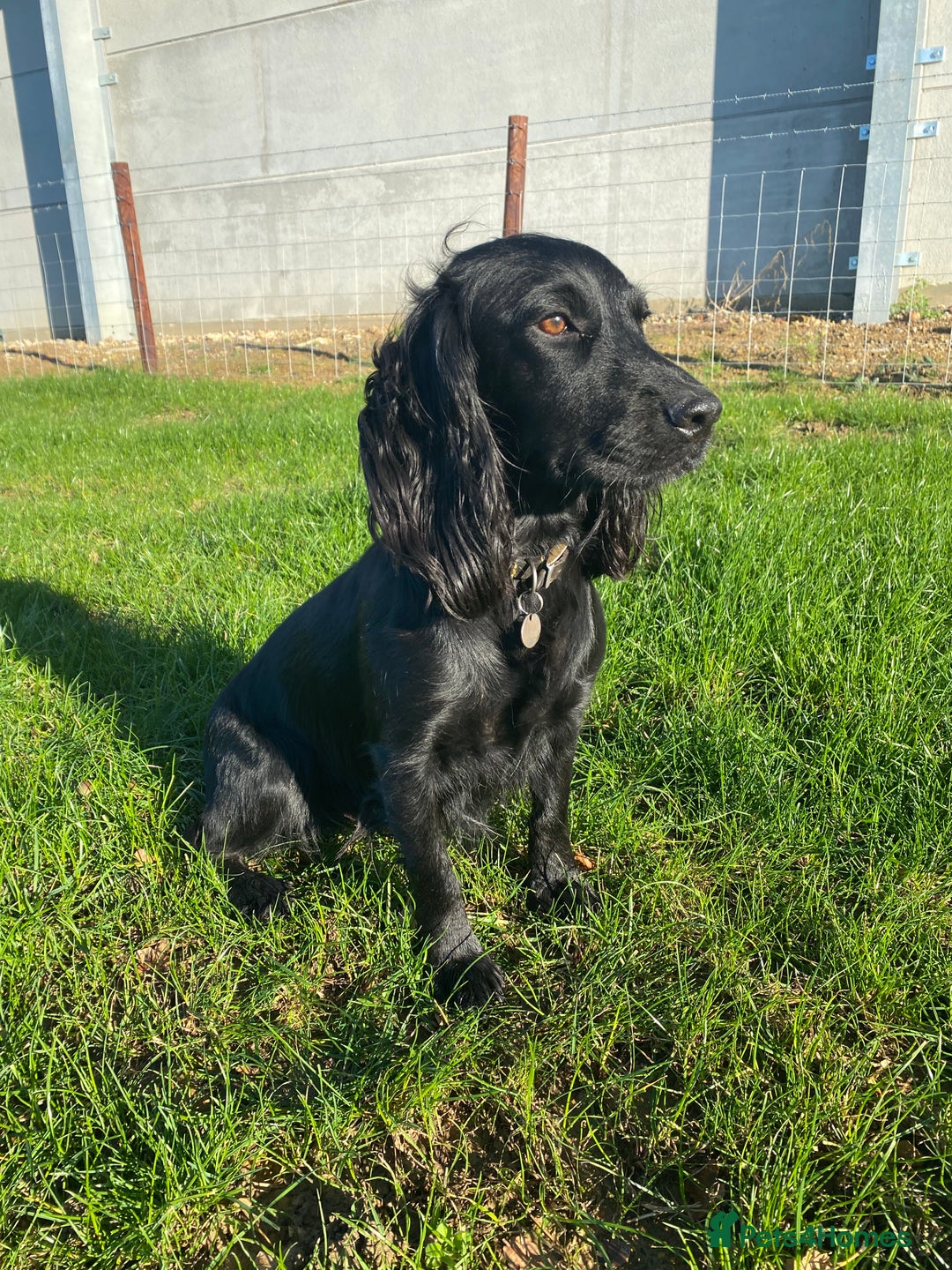 Cocker Spaniel dogs for sale: Working cocker spaniel puppies  - Advert 6