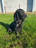 Cocker Spaniel dogs Working cocker spaniel puppies - Advert 3