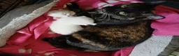 Ragdoll cats for sale: I have 2 rag doll.x kittens - Advert 2
