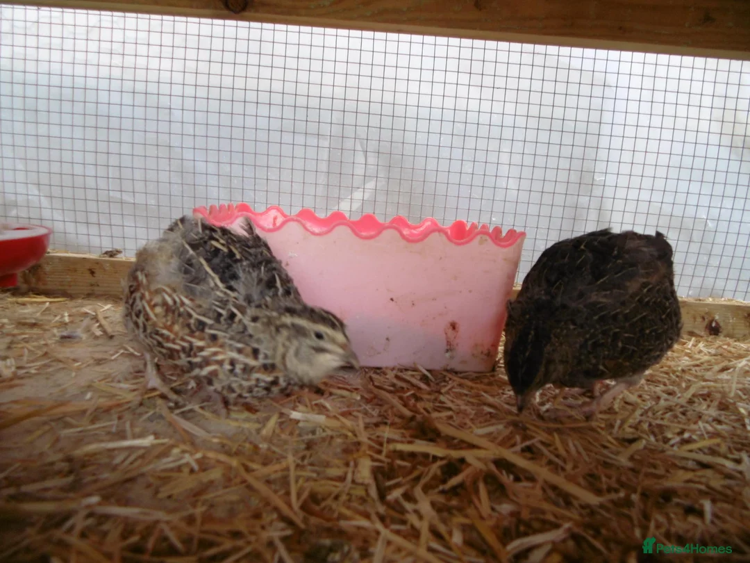 Quail poultry for sale: Quail  Hens from £5 - Advert 2