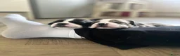 Mixed Breed dogs for sale: Boston terrier cross puppies - Advert 13