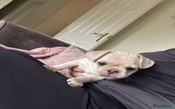 Frug dogs for sale: Truly Outstanding Fruggie Girls - Image 7