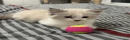 Siberian cats for sale: Pure bred neva masquerade siberian kittens  - Advert 7