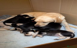 Cockerdor dogs for sale: Stunning Tri-coloured Cockerdors - Image 10