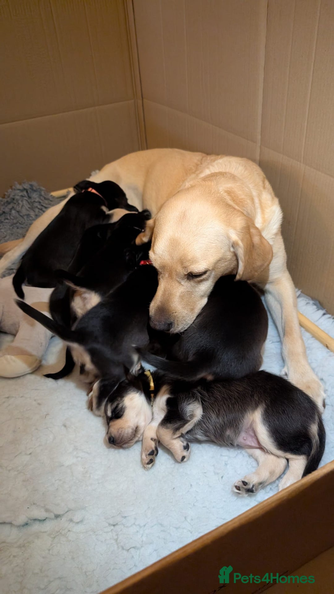 Cockerdor dogs for sale: Stunning Tri-coloured Cockerdors - Image 10