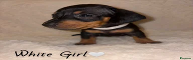 Miniature Dachshund 9