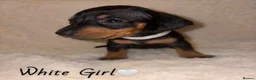 Miniature Dachshund dogs for sale: KC Miniature Dachshund Puppies - Advert 12