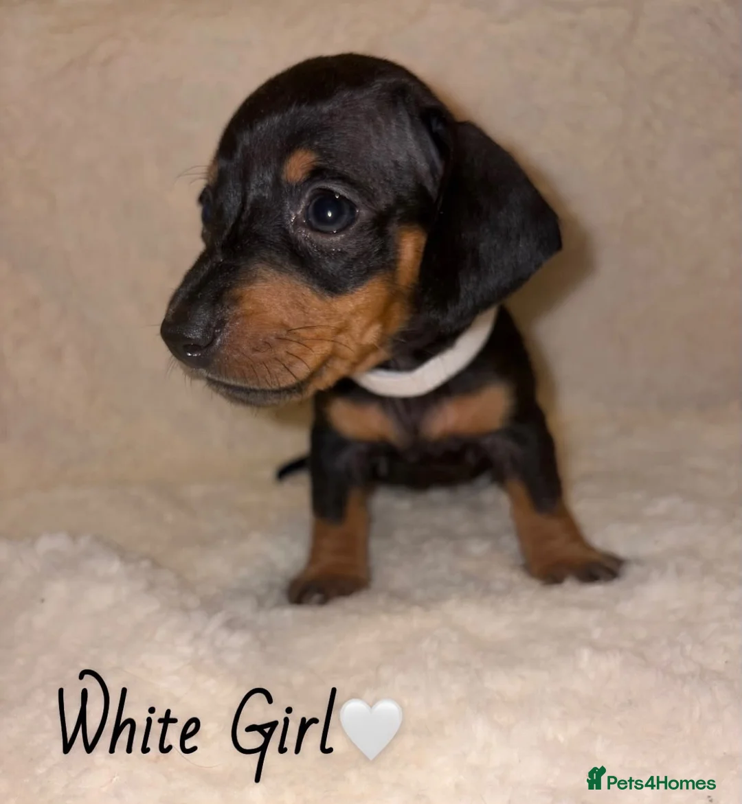 Miniature Dachshund dogs for sale: KC Miniature Dachshund Puppies - Advert 12