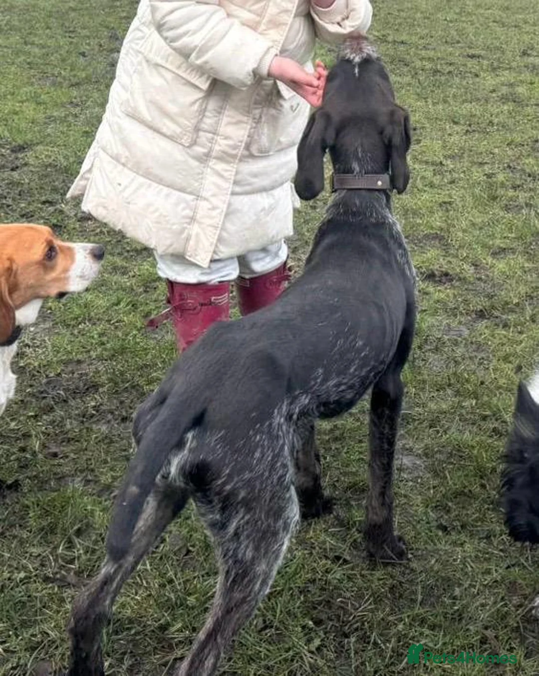 German Wirehaired Pointer dogs for adoption: Young German Wirehaired Pointer in Bolton - Advert 10