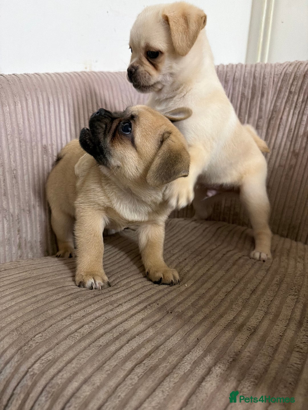 Pomeranian dogs for sale: Pug x Pomeranian mixed breed Puppies  - Advert 6